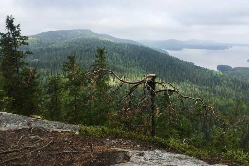 You are currently viewing Kolin parhaat maisemat, osa 1/8: Maalauksellisin, Mäkrävaara