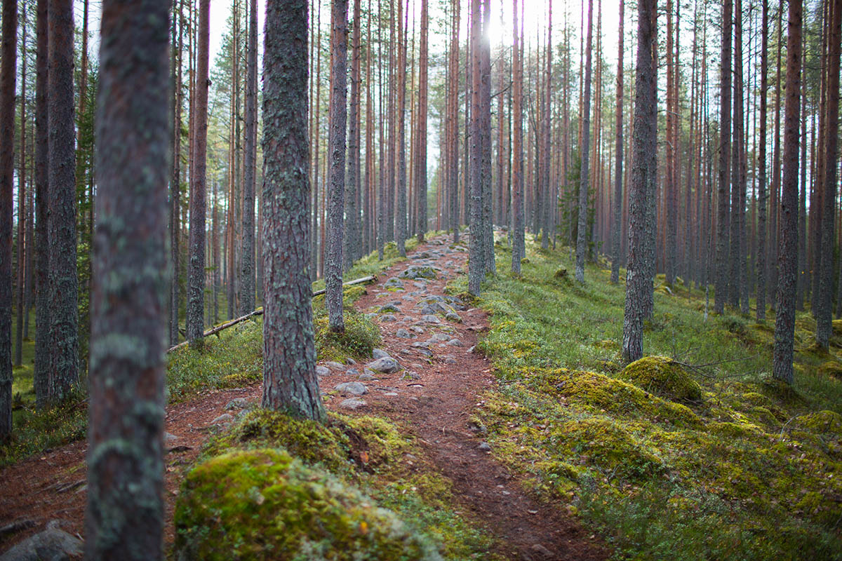 liikunnanilosta-tiilikkajarvi-harju