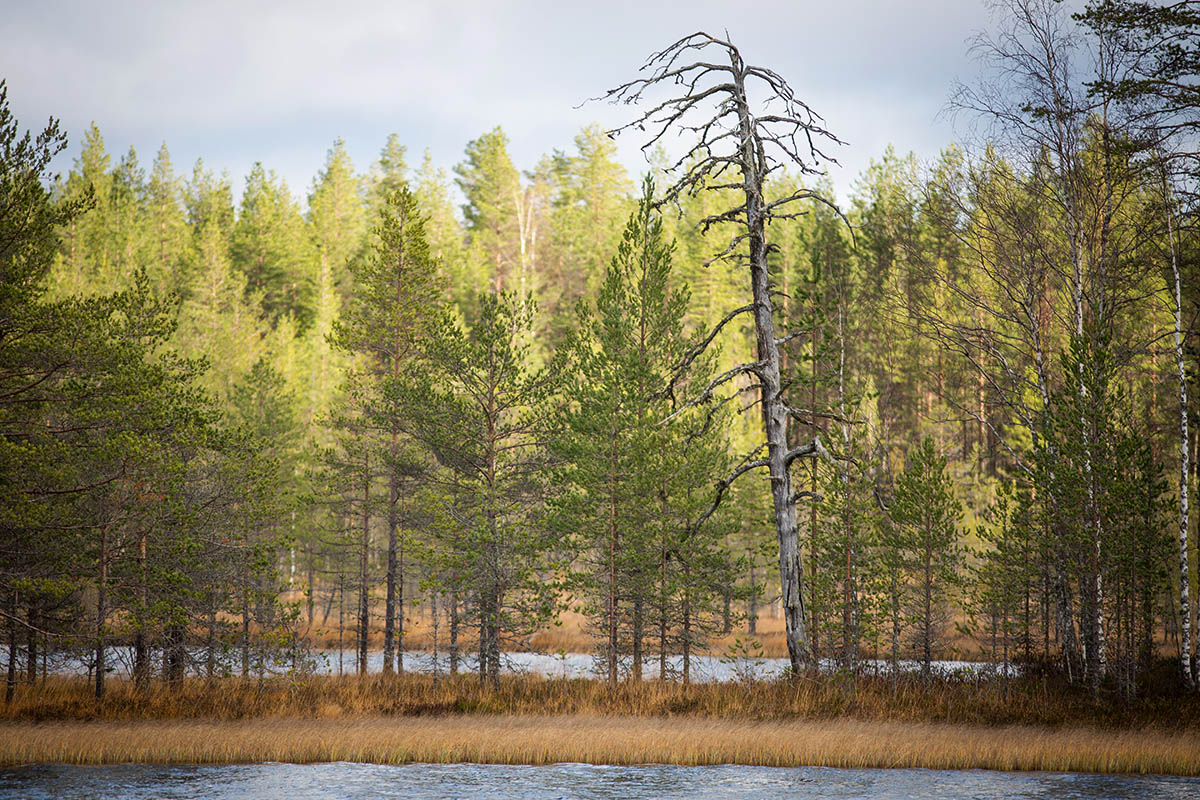 liikunnanilosta-tiilikkajarvi-kelo