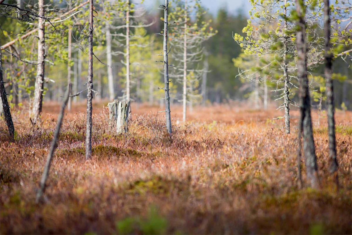 liikunnanilosta-tiilikkajarvi-suomaisema